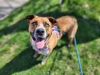 Adopt Dubbie Wubbie a Australian Cattle Dog / Blue Heeler, Boxer