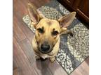 Adopt Stella a German Shepherd Dog