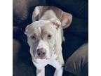 Adopt Stellie Jelly Bean a Pit Bull Terrier