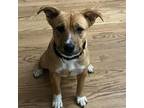 Adopt Finley Grace a Terrier