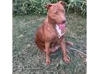 Adopt Harley Quinn a Pit Bull Terrier, Labrador Retriever