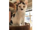 Adopt NAMI a Domestic Short Hair