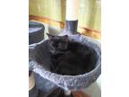 Adopt Cathy a Domestic Short Hair