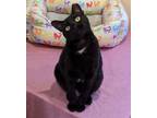 Adopt Sabrina a American Shorthair