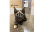 Adopt Winnifred a Tortoiseshell