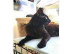 Adopt LUCY a Domestic Short Hair