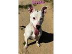 Adopt Crystal a Terrier
