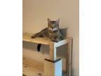 Adopt Tinkerbell a Tabby, Domestic Short Hair