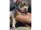 Adopt Nella a American Staffordshire Terrier, Mixed Breed