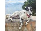 Adopt Cindy a Dalmatian, Labrador Retriever