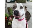 Adopt Gracie a Pit Bull Terrier