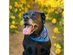 Adopt Chloe a Black Labrador Retriever