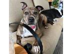 Adopt Derby a Pit Bull Terrier