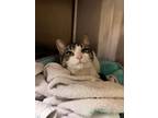 Adopt Morticia a Tabby