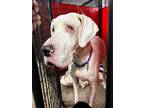 Adopt Elsa a Great Dane