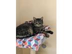 Adopt Cassie a Domestic Short Hair