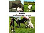 Adopt Weezer (F) & Biggs (M) a Labrador Retriever, Mixed Breed