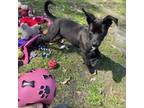 Adopt Emerald a Terrier, Black Labrador Retriever