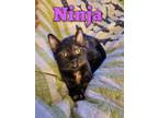 Adopt Ninja a American Shorthair