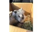 Adopt Courtesy Post: Peaches and Beetlejuice a Lionhead