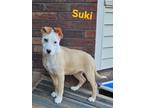Adopt Suki a Pit Bull Terrier, Carolina Dog