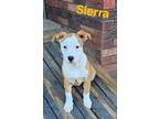 Adopt Sierra a Pit Bull Terrier, Carolina Dog
