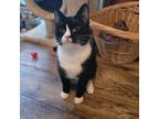 Adopt Acer a Domestic Short Hair