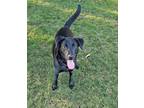 Adopt Nayla a Labrador Retriever, German Shepherd Dog