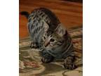 Adopt Brooklyn a Tabby