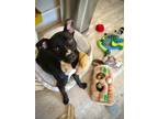Adopt Phoebe a Staffordshire Bull Terrier, Pug