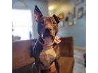 Adopt Cindy lou a Pit Bull Terrier