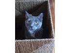 Adopt Roxie a Domestic Short Hair