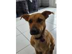 Adopt Harper a German Shepherd Dog, Mixed Breed