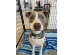 Adopt Eve a Pit Bull Terrier, Mixed Breed