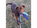 Adopt Pinky a Labrador Retriever, Pit Bull Terrier