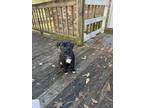 Adopt Marcie a Pit Bull Terrier, Labrador Retriever