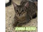 Adopt Joanna Beatriz a American Shorthair