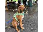 Adopt Sandy Cheeks Squarepants a Coonhound, Mixed Breed