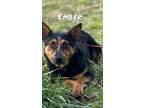 Adopt Ember - Save 2 Life by Rescuing! a Shepherd, Australian Cattle Dog / Blue