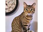 Adopt Sweetpea (Has moves like Jagger) a Domestic Short Hair
