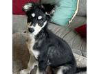 Adopt Megatron a Shepherd, Australian Cattle Dog / Blue Heeler