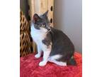 Adopt Freya-Lap Kitty a American Bobtail