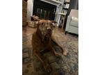 Adopt Jude a American Staffordshire Terrier, Labrador Retriever