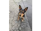 Adopt Maya a Australian Cattle Dog / Blue Heeler, Doberman Pinscher