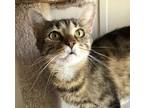 Adopt Laney a Tiger, Domestic Short Hair