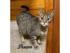 Adopt Dawn (Very quiet, sweet girl who loves attention and enjoys the other