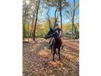 Adopt Rose a Tennessee Walker