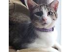 Adopt Lilith a Domestic Short Hair