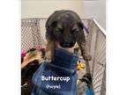 Adopt Buttercup a German Shepherd Dog