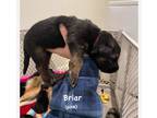 Adopt Briar a German Shepherd Dog